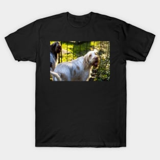 Sunlight on Spinone T-Shirt